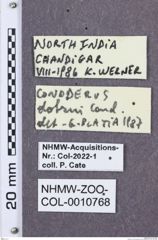 Etikette zu Monocrepidius dohrni (NHMW-ZOO-COL-0010768)